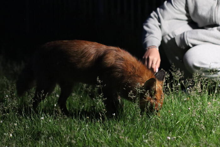 Tamme vos laat zich weer zien