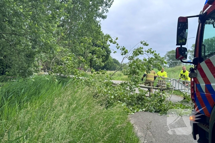 Voetganger door het oog van de naald na omvallen boom