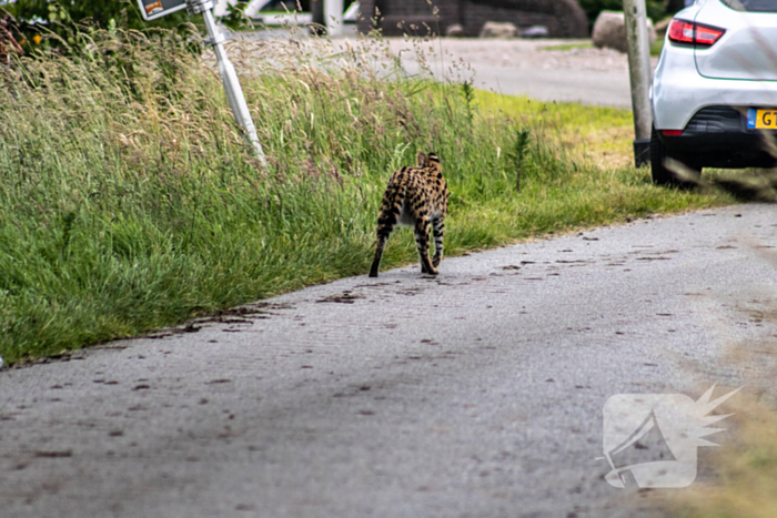 Grote zoektocht naar ontsnapte Serval