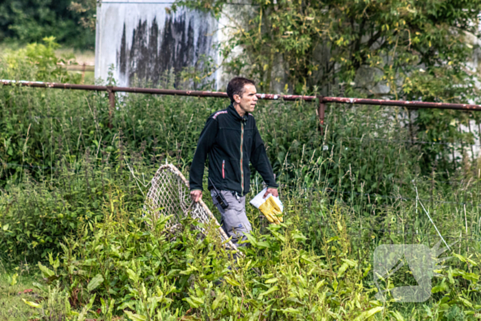 Grote zoektocht naar ontsnapte Serval