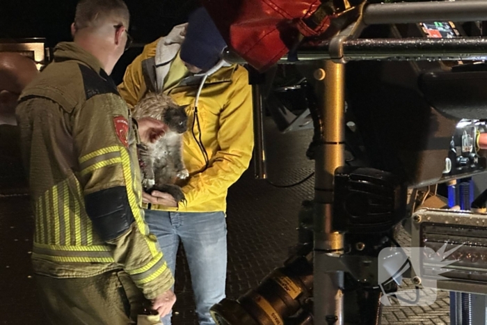 Brandweer haalt kat van dak