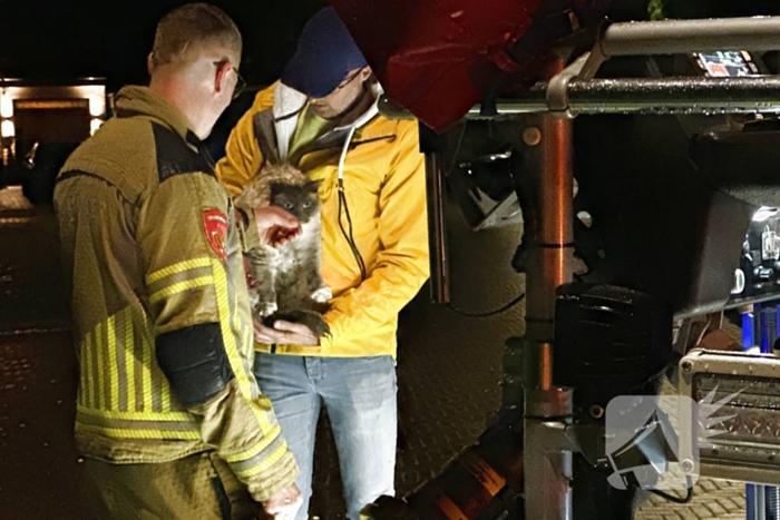 Brandweer haalt kat van dak