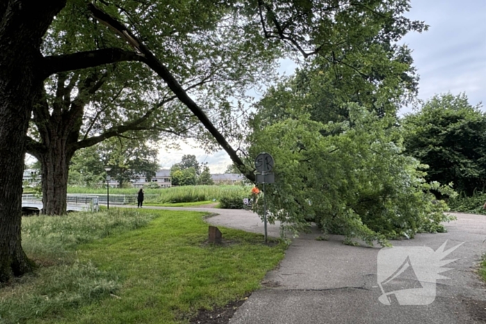Grote tak breekt van boom en belandt op kind