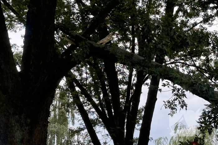 Grote tak breekt van boom en belandt op kind