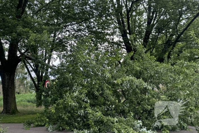 Grote tak breekt van boom en belandt op kind