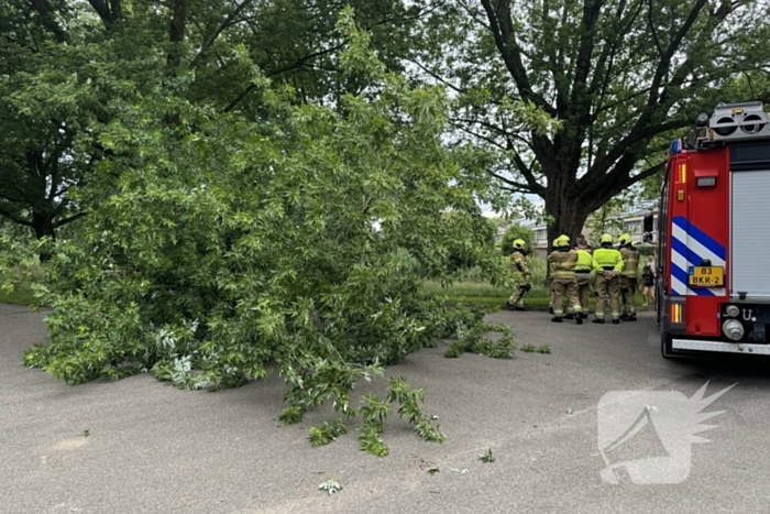 Grote tak breekt van boom en belandt op kind
