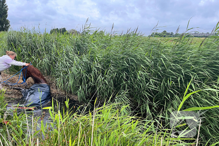 Brandweer ingezet voor paard te water