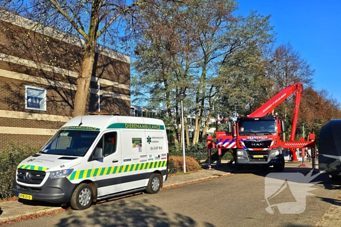 Poes Silvi door brandweer en dierenambulance gered uit boom
