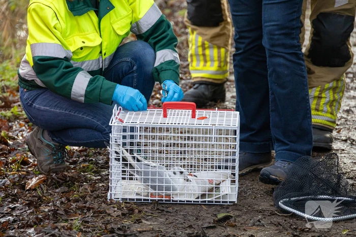Brandweer bevrijdt vastzittende meeuw