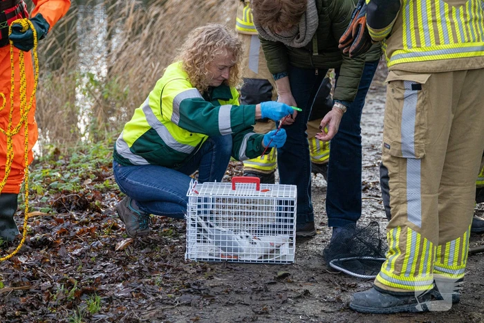 Brandweer bevrijdt vastzittende meeuw