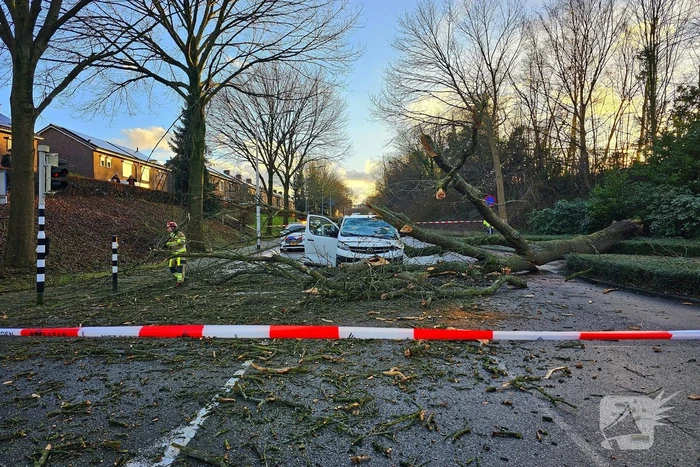 Omgevallen boom beschadigt bestelbus, weg tijdelijk afgesloten