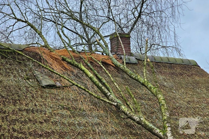 Boom tegen monumentale boerderij