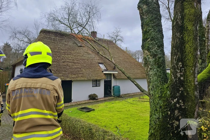 Boom tegen monumentale boerderij