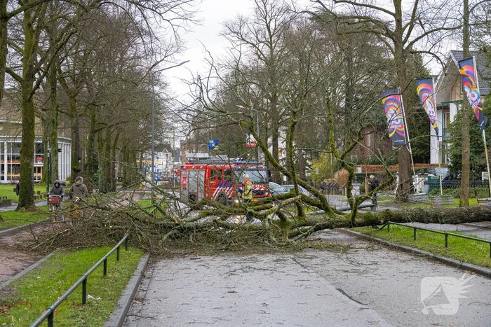 Lantaarnpaal geknakt door omgewaaide boom
