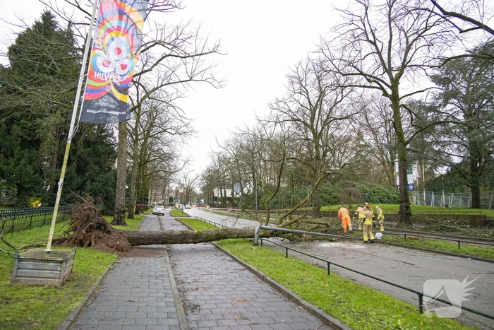 Lantaarnpaal geknakt door omgewaaide boom