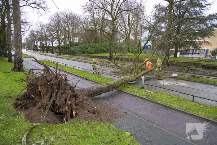 Lantaarnpaal geknakt door omgewaaide boom
