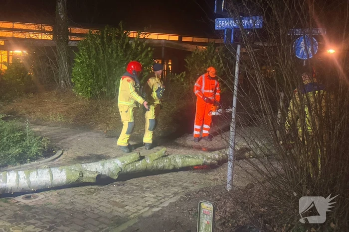 Grote boom blokkeert voetpad