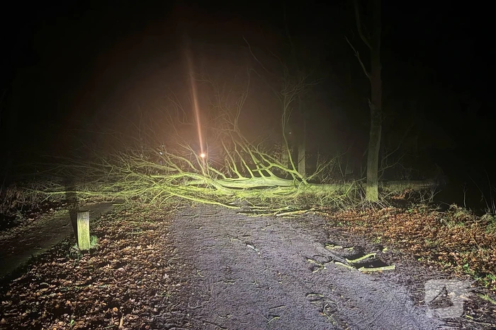 Boom blokkeert weg, brandweer maakt rijbaan vrij