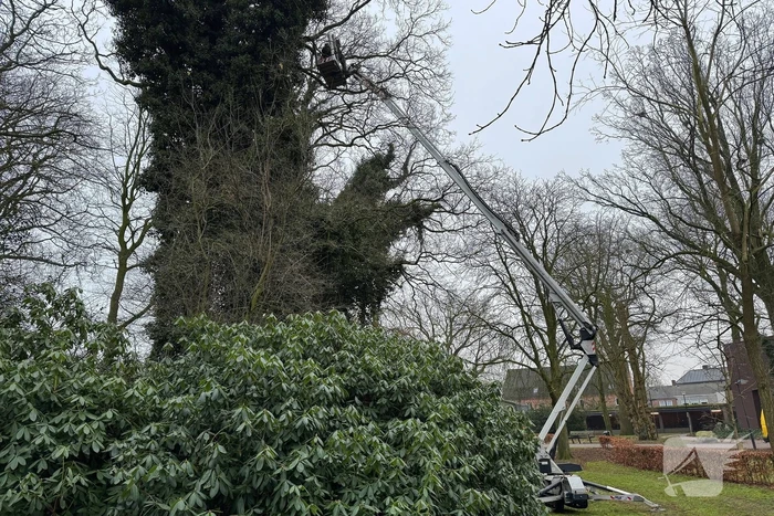 Boomverzorger Jaap redt kat na wekenlang avontuur