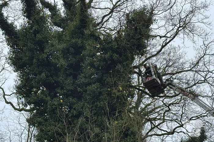 Boomverzorger Jaap redt kat na wekenlang avontuur