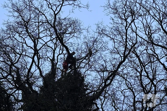 Boomverzorger Jaap redt kat na wekenlang avontuur