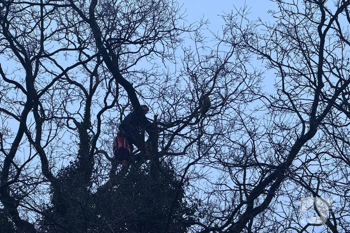 Boomverzorger Jaap redt kat na wekenlang avontuur