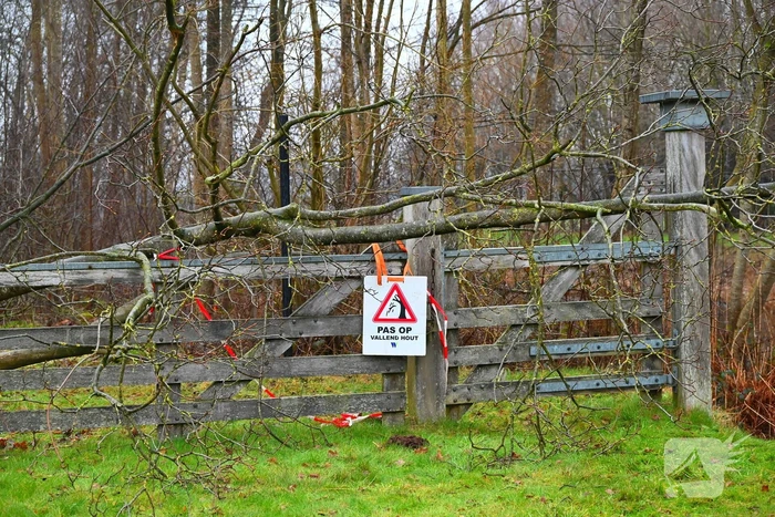 Persoon geraakt door vallende boom