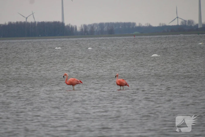 nieuws waterkeringpad harderwijk