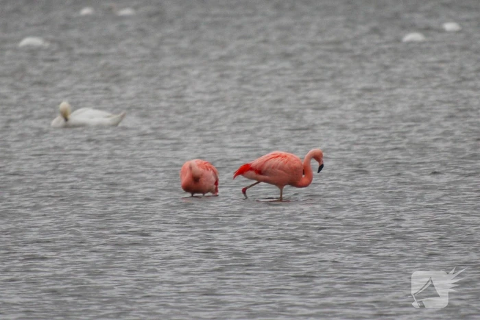 Veel vogelliefhebbers op de been voor neergestreken flamingo's