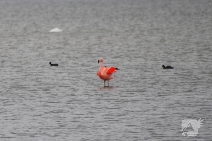 Veel vogelliefhebbers op de been voor neergestreken flamingo's