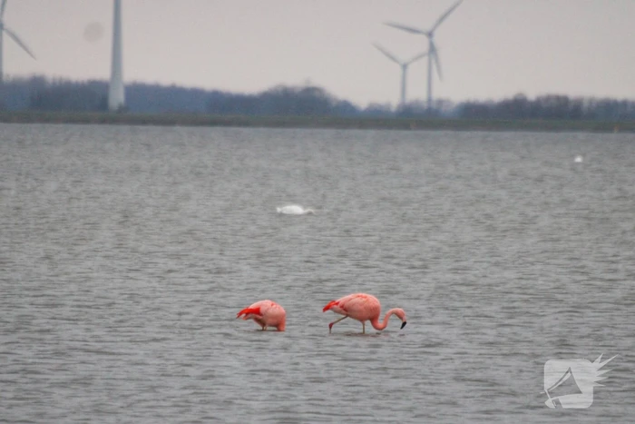 Veel vogelliefhebbers op de been voor neergestreken flamingo's