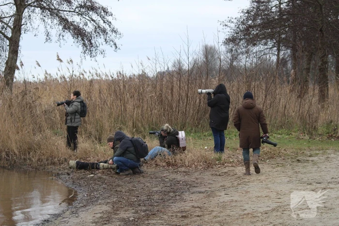 Veel vogelliefhebbers op de been voor neergestreken flamingo's