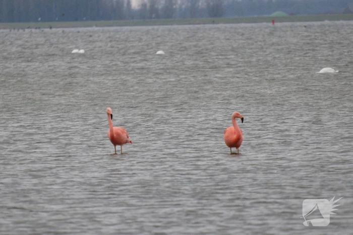 Veel vogelliefhebbers op de been voor neergestreken flamingo's