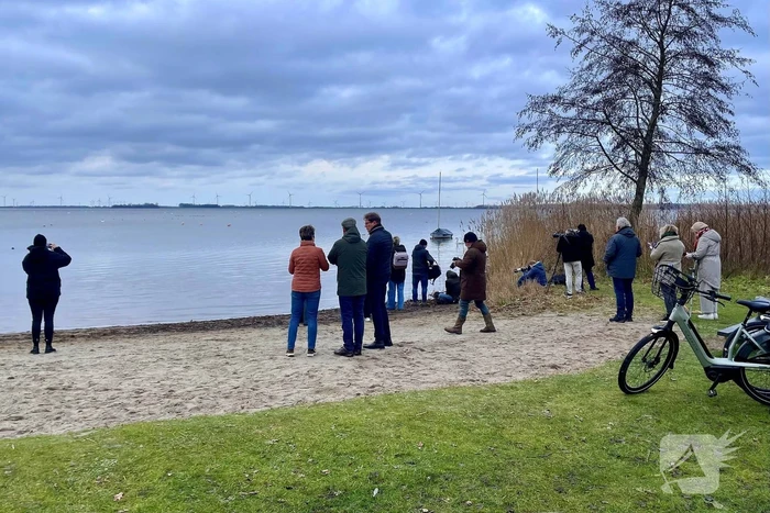 Veel vogelliefhebbers op de been voor neergestreken flamingo's