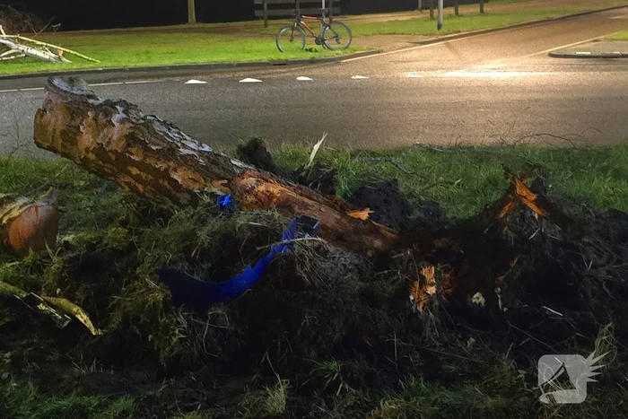 Chauffeur rijdt rechtdoor op rotonde en knalt tegen boom