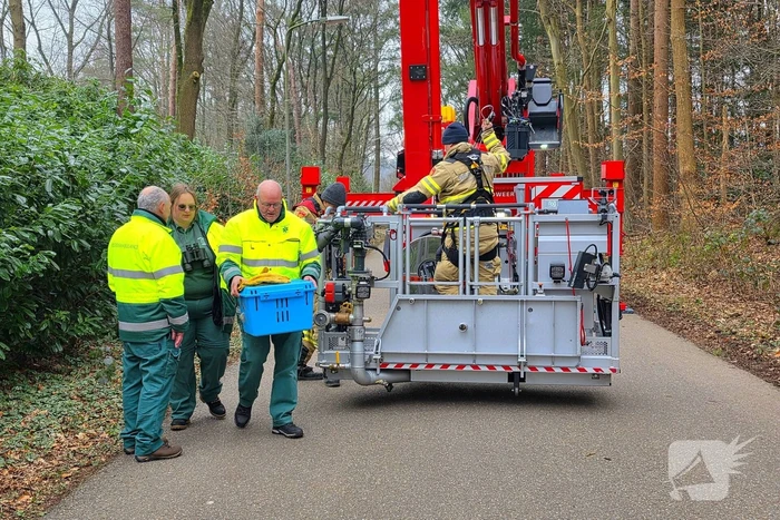 Hoogwerker ingezet om kat uit boom te halen