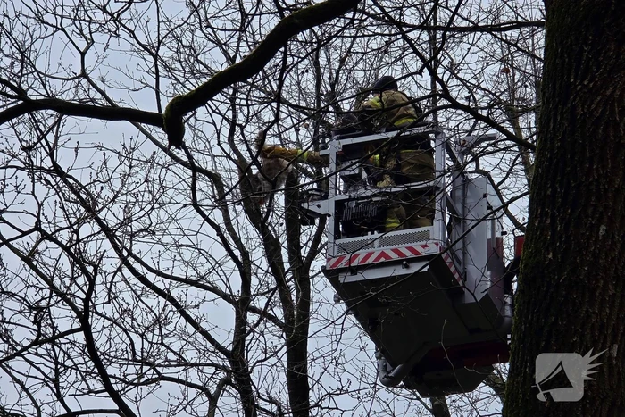 Hoogwerker ingezet om kat uit boom te halen