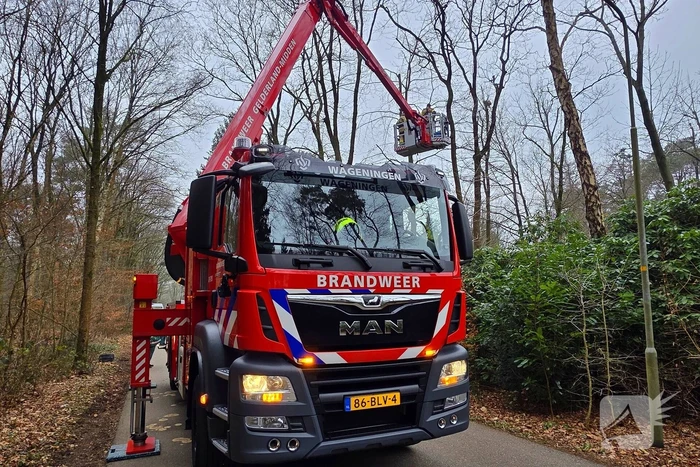 Hoogwerker ingezet om kat uit boom te halen