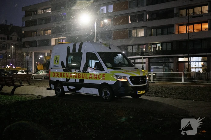 Meeuw komt vast te zitten op balkon
