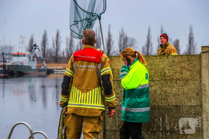 Kat te water hulpdiensten kunnen dier niet redden