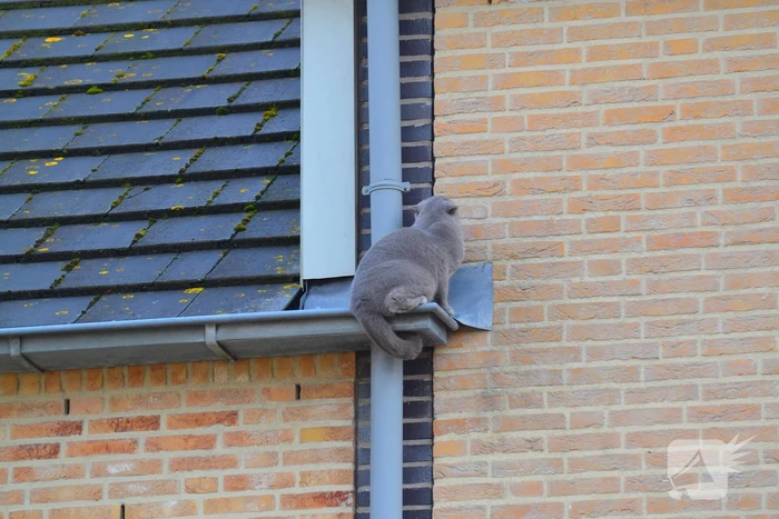 Kat veilig van dak gehaald