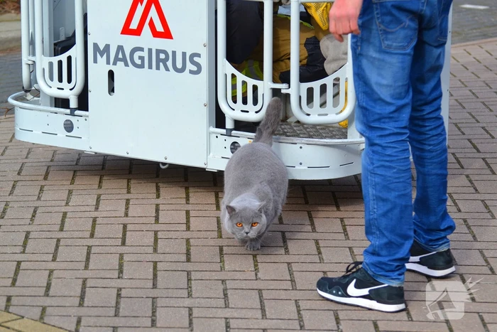Kat veilig van dak gehaald