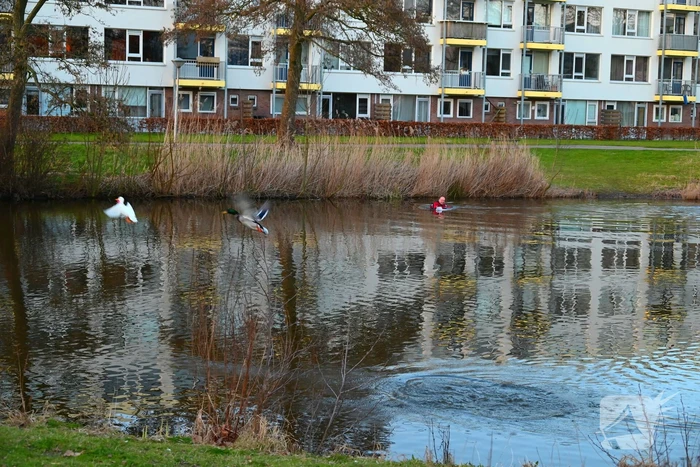Eend gevlogen tijdens reddingsactie