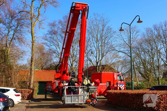 Dierenambulance en brandweer helpen kat uit boom