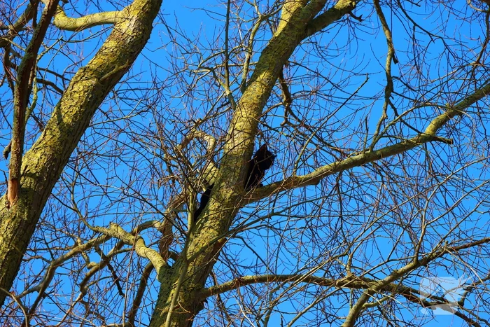 Dierenambulance en brandweer helpen kat uit boom