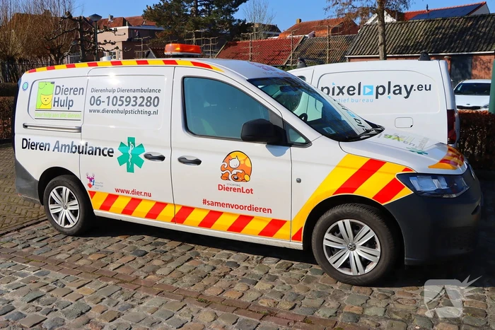 Dierenambulance en brandweer helpen kat uit boom