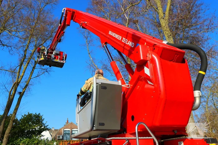 Dierenambulance en brandweer helpen kat uit boom