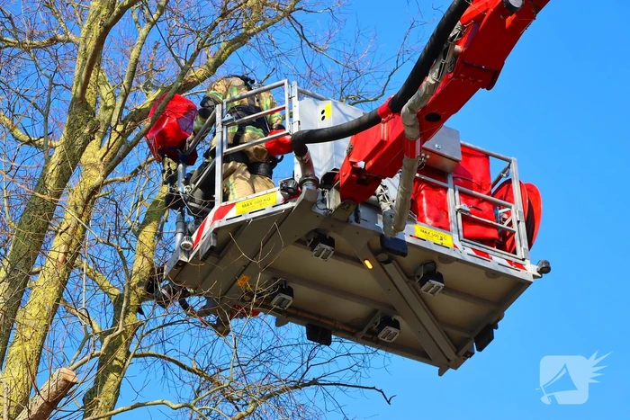 Dierenambulance en brandweer helpen kat uit boom