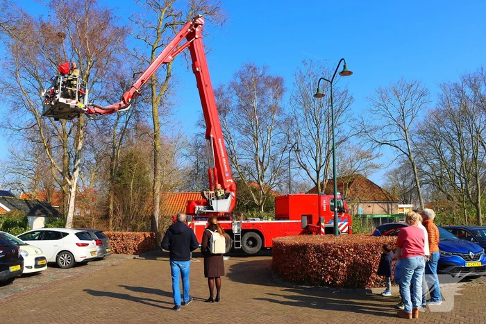 Dierenambulance en brandweer helpen kat uit boom