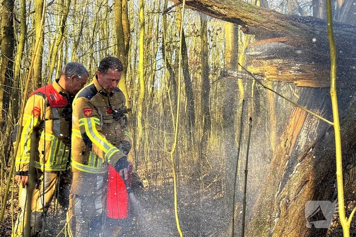 Brand gesticht in boomstronk